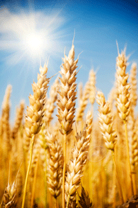 Allergie au blé